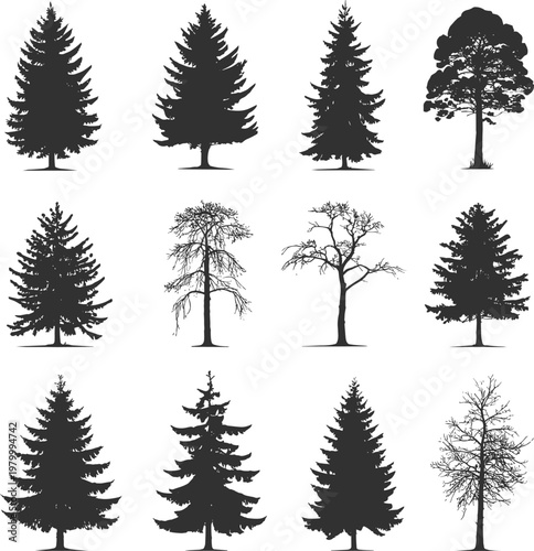 Collection of twelve black silhouette tree on a white background featuring coniferous and deciduous varieties