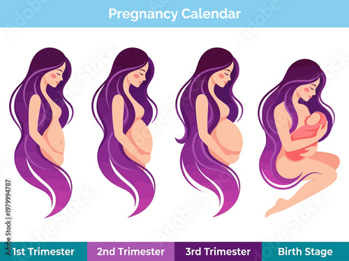 Pregnancy Stages Calendar Vector Illustration - 1st, 2nd, 3rd Trimester and Birth Stages