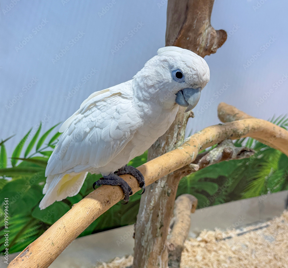 Obraz premium Elegant white corella cockatoo with soft plumage and blue eye rings perches on a curved wooden branch, set against a bright, airy background with green tropical foliage