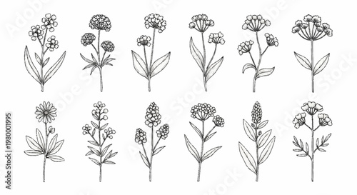 Set of twelve hand-drawn botanical wildflower illustrations in black line art on white background, featuring various plant species with detailed stems, leaves, and floral heads.