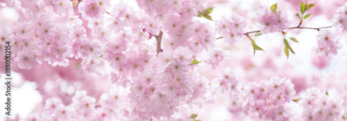 Banner of pink cherry blossom sakura flowers in bloom