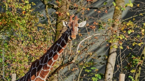 Giraffe, Giraffa camelopardalis is an African even-toed ungulate mammal, the tallest living terrestrial animal and the largest ruminant.
