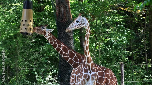 Giraffe, Giraffa camelopardalis is an African even-toed ungulate mammal, the tallest living terrestrial animal and the largest ruminant.