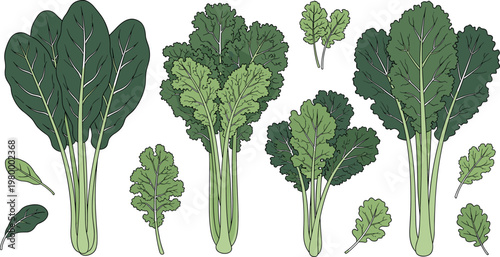 Leafy vegetable collection with spinach, kale and greens varieties, fresh organic healthy food in detailed vector illustration set