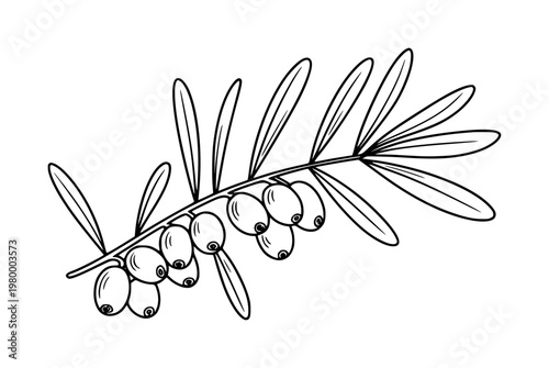 Hand-drawn black and white of a sea buckthorn branch with berries and leaves a white background