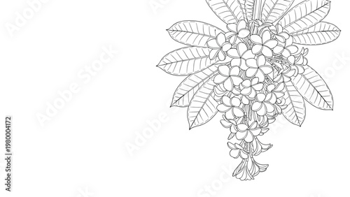 Delicate black and white line art illustration of a cluster of frangipani flowers and leaves on a plain background for coloring or design.