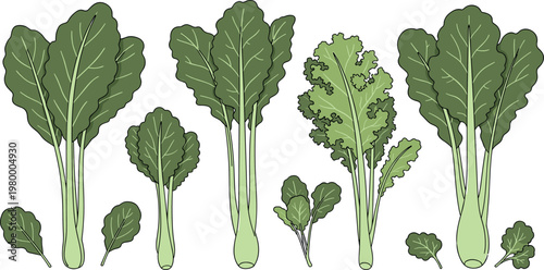 Leafy green vegetables collection with spinach, lettuce and kale varieties, fresh organic produce in detailed vector illustration set