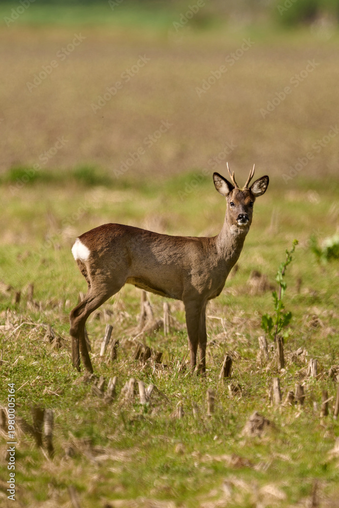 Fototapeta premium roe deer buck standing in a field