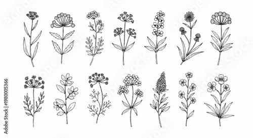 Collection of fourteen hand-drawn botanical wildflower and herb line art illustrations featuring various stems, leaves, and floral blooms isolated on a plain white background.