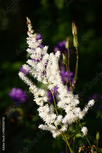 It is dazzling a white astilbе in a summer flower bed. Magnificent inflorescence.