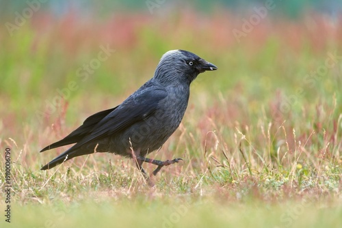 Obraz na plátne A western jackdaw in the nature habitat