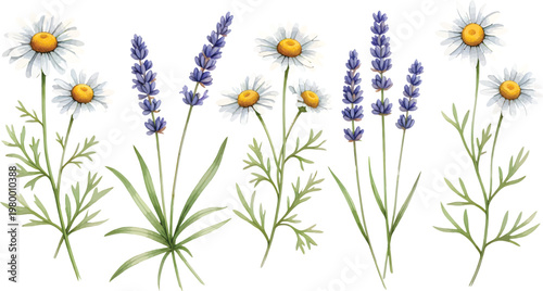 Beautiful Watercolor Illustration Set Featuring Delicate Chamomile Flowers And Purple Lavender
