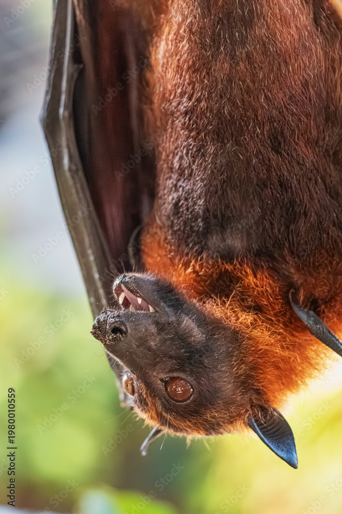 Fototapeta premium Flying fox pteropus bat hanging upside down, showing its face and open mouth while feeding on fruit pulp
