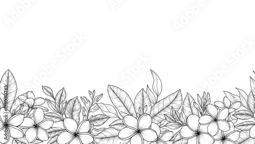 Horizontal bottom border design displays detailed black and white line art drawings of plumeria flowers and tropical leaves.