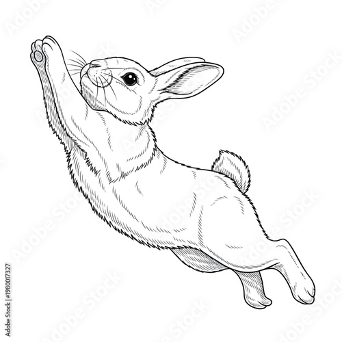 Rabbit jumping in the air freely.