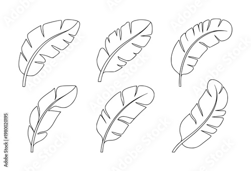 Outline banana leaves isolated white background, tropical plant leaf