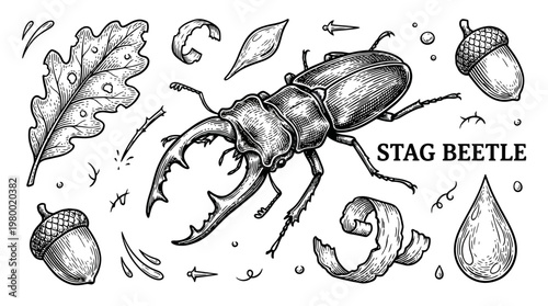 Vintage Hand-Drawn Stag Beetle Vector Illustration with Oak Leaves and Acorns in Engraving Style