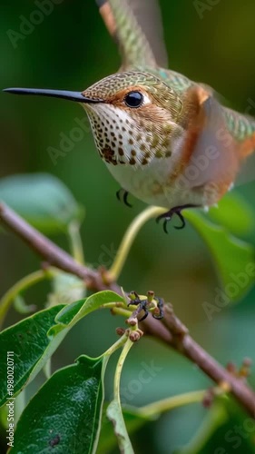 Hummingbird sitting on a branch in green nature, tiny colorful bird in natural habitat, wildlife close up, peaceful animal scene
