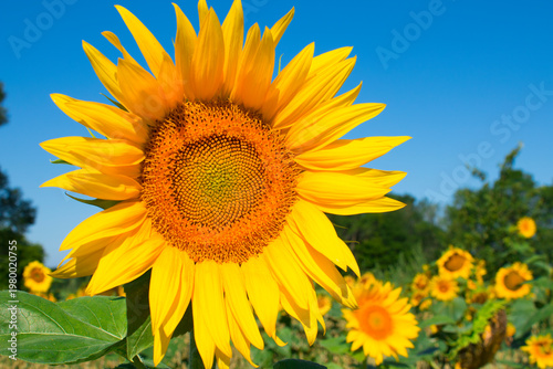 Bright yellow sunflower stands tall in a field of sunflowers with blue sky on summer day