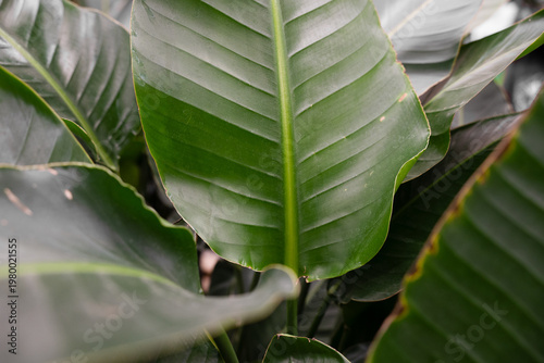 Exotic plant leaves (Strelitzia nicolai) in a greenhouse. Natural botanical background.