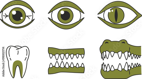 Alligator anatomy features detailed illustrations of reptilian eyes, sharp teeth, and powerful jaws.