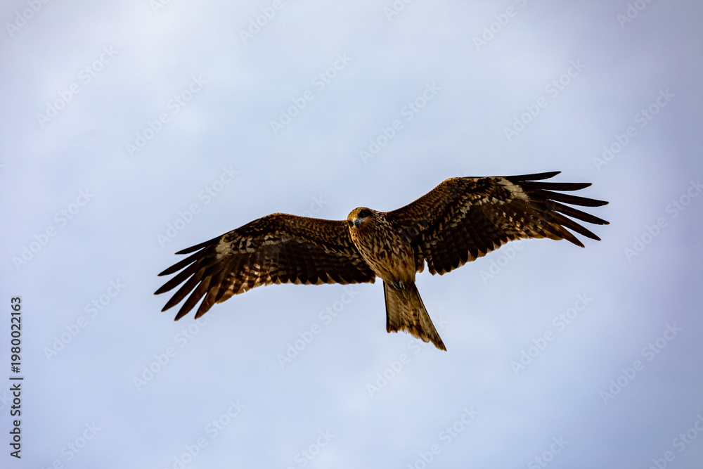 Fototapeta premium Black kite over rocky coast at Enoshima Japan