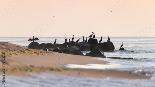 Konstfotografi Cormorants on Coastal Rocks at Sunrise in Calm Seaside Landscape