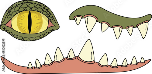 Crocodile eye and sharp teeth segments are displayed as isolated anatomical illustrations on a clean white background.