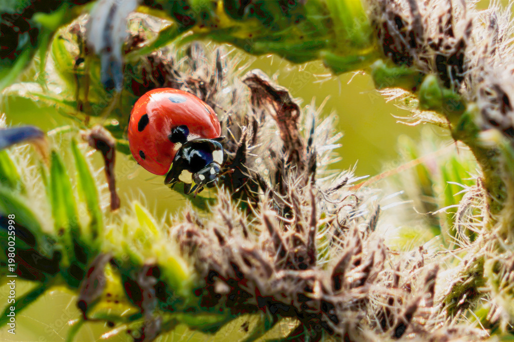 Obraz premium Seven-spot ladybird crawling on hairy plant stems in bright natural light