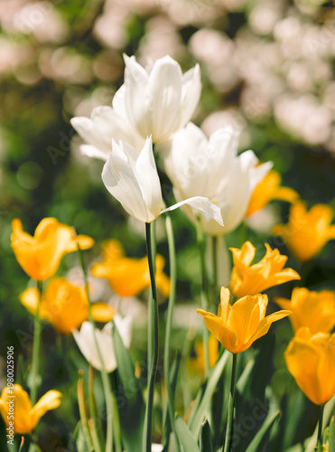 Beautiful spring flowers in bloom with vivid colors. Natural floral background perfect for seasonal and nature concepts.