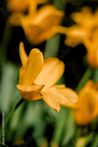 Beautiful spring flowers in bloom with vivid colors. Natural floral background perfect for seasonal and nature concepts.