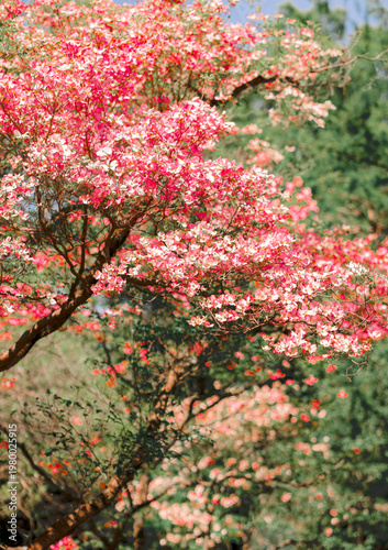 Beautiful spring flowers in bloom with vivid colors. Natural floral background perfect for seasonal and nature concepts.