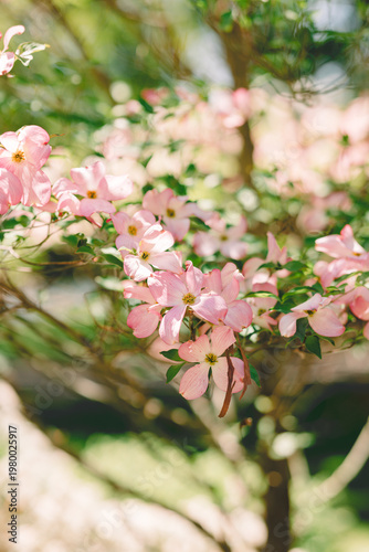 Beautiful spring flowers in bloom with vivid colors. Natural floral background perfect for seasonal and nature concepts.