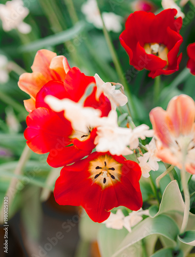 Close-up of red tulip flowers with white blossoms in the background. Fresh and colorful spring composition.