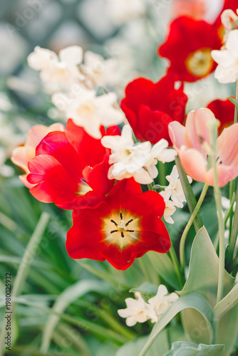 Spring garden with red tulips and white flowers creating a colorful contrast. Bright and fresh outdoor setting.