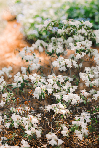 Beautiful spring flowers in bloom with vivid colors. Natural floral background perfect for seasonal and nature concepts.
