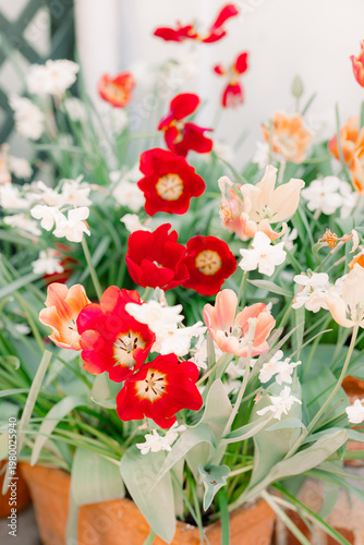 Close-up of red tulip flowers with white blossoms in the background. Fresh and colorful spring composition.
