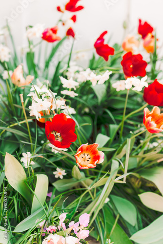 Close-up of blooming tulips with soft natural light. Romantic and aesthetic floral background.