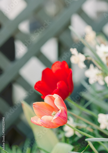Close-up of blooming tulips with soft natural light. Romantic and aesthetic floral background.