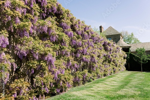 Blooming wisteria vines covering a wall in spring. Purple flowers create a lush and elegant garden scene with soft natural light.
