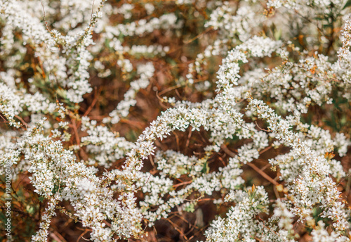 Blooming flowers in a park during spring season. Peaceful outdoor setting with bright colors and natural textures.