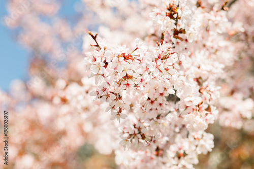 Colorful spring flowers blooming in a garden. Bright seasonal plants with natural light and vibrant colors create a fresh and lively atmosphere.