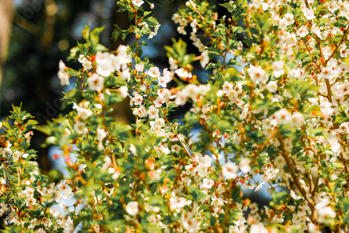 Colorful spring flowers blooming in a garden. Bright seasonal plants with natural light and vibrant colors create a fresh and lively atmosphere.