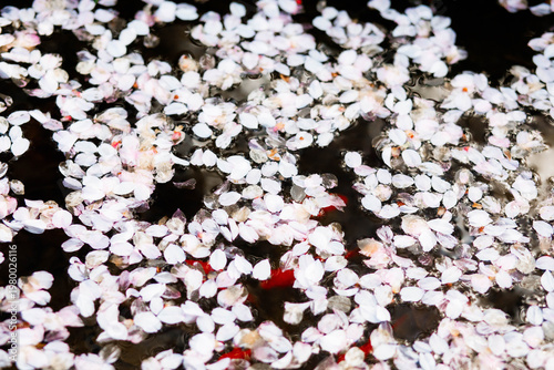 Cherry blossom petals floating on water. Peaceful and minimal spring scene with soft light and natural textures.