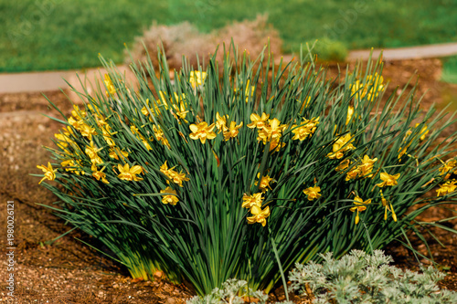Colorful spring flowers blooming in a garden. Bright seasonal plants with natural light and vibrant colors create a fresh and lively atmosphere.