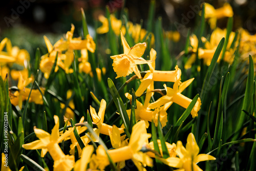Colorful spring flowers blooming in a garden. Bright seasonal plants with natural light and vibrant colors create a fresh and lively atmosphere.