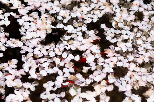 Floating flower petals on water surface in spring. Soft pink blossoms create a calm and aesthetic background.