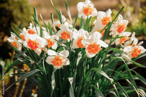 Beautiful springtime scene with colorful flowers and soft natural light. Fresh botanical background with vibrant tones.