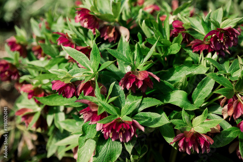 Colorful spring flowers blooming in a garden. Bright seasonal plants with natural light and vibrant colors create a fresh and lively atmosphere.