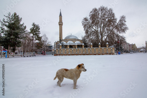 A small dog in front of the Aktekke Mosque in Karaman amidst snowfall.